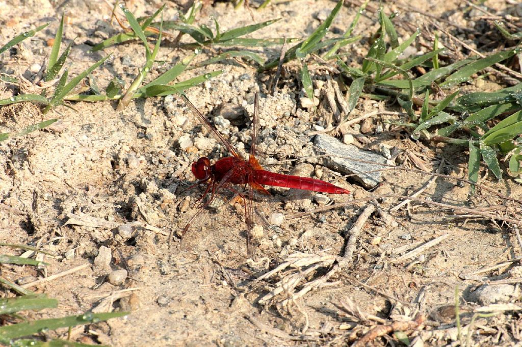 Solito maschio di Crocothemis erythrea? - S